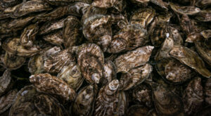Oysters-Aquaculture-Massachusetts-300x165