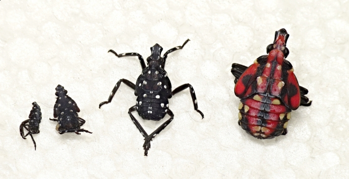 Nymphs of SLF